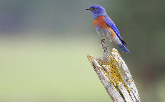 elc_design001009.jpg